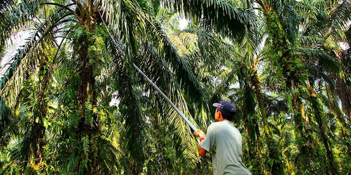 Kao, Apical and Asian Agri Launch 'SMILE' Program to help oil palm smallholders improve yields, acquire certifications, and secure premiums.