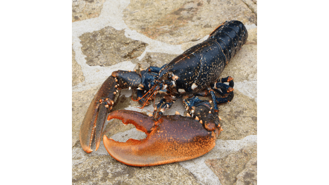 Now Trending: Lobster In Skin Care | Cosmetics & Toiletries