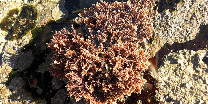 CT201112_campo_research_Campo_South_Sea_Blue_Seaweed_850x425