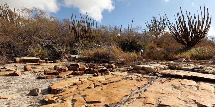 Microbes occupying hostile environments such as the semi-arid Caatinga domain in Brazil represent an interesting source for cosmetic-relevant carotenoids.