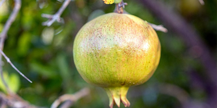 Acnesium by Silab is a purified natural active ingredient from pomegranates.