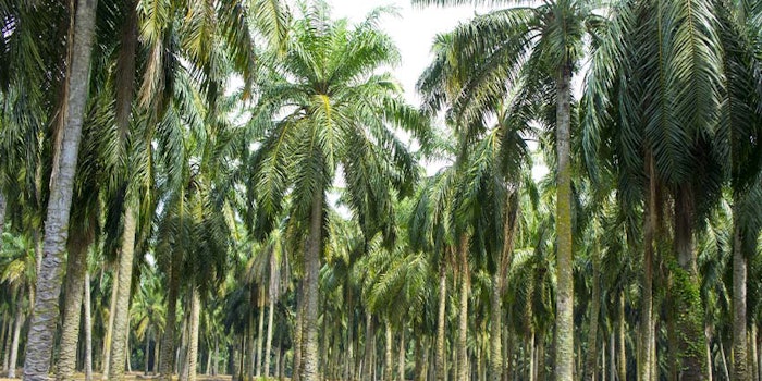BASF sourced 140,400 metric tons of certified palm kernel oil.