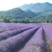 Organic clonal lavender from farmers in Dauphiné-Provence.