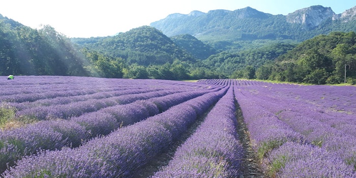 Organic clonal lavender from farmers in Dauphiné-Provence.