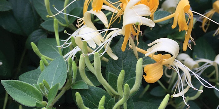 CT2101_Prod_Campo_Plantservative_Campo_Research_850x425