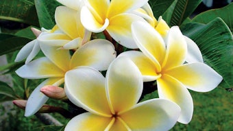 CT2102_Prod_Campo_Research_Campo_South_Pacific_True_Monoi_Oil_850x425