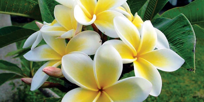 CT2102_Prod_Campo_Research_Campo_South_Pacific_True_Monoi_Oil_850x425
