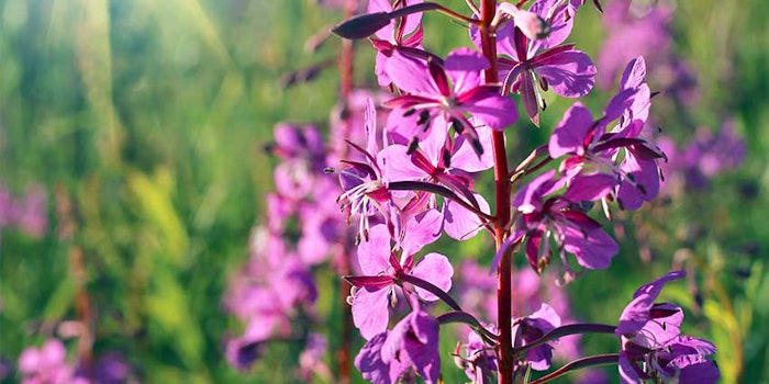 Epilobium fleischeri extract was noted in the study to be a sebum inhibitor.