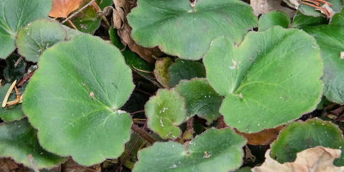 SaxifragaStoloniferaGreeneryFolliage_850x425