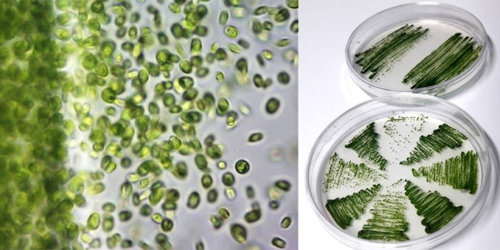 The partnerhsip provides microalgae synthetic biology for the sustainable development and production of natural molecules.