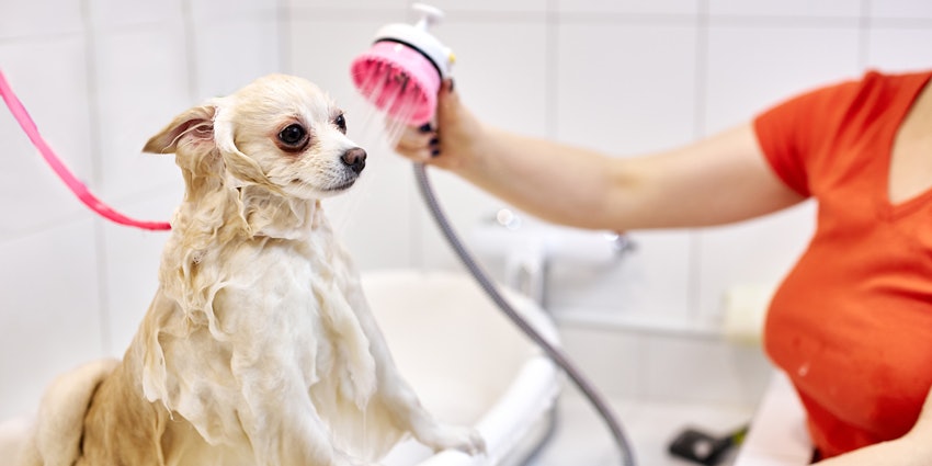 Burt's bees puppy shampoo and conditioner deals