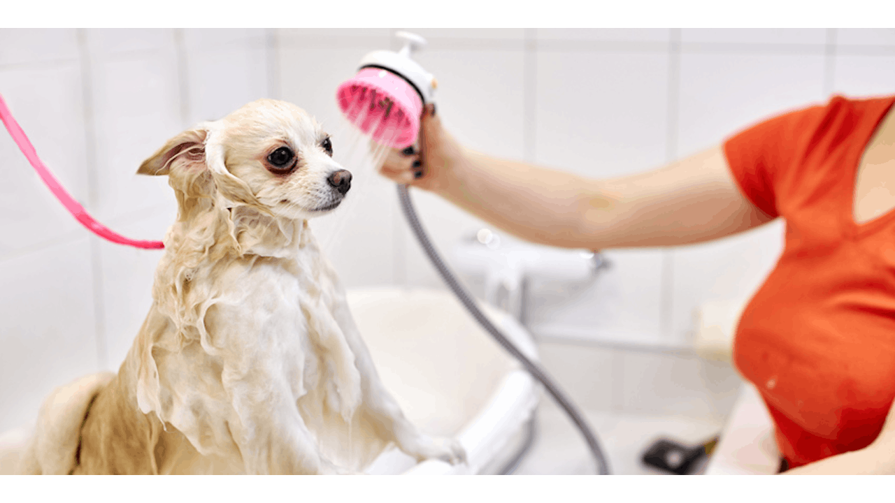 Burt's bees dog shampoo safe for puppies best sale