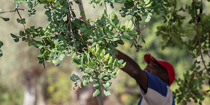 For many years, Silab has been implementing good practices in responsible sourcing.