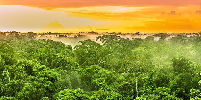 Project Ybá was created to develop a local cooperative, which will sell bioactive products from Dow’s preserved areas of the Amazon Rainforest and increase family incomes in the local community, all while conserving the rainforest.
