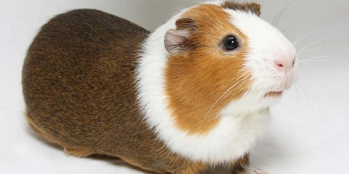 GuineaPigWhiteBackground_850x425
