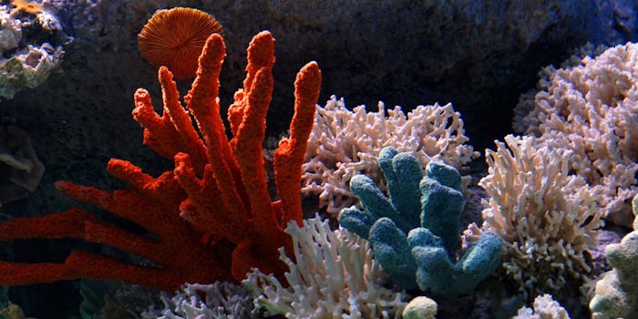 CoralReefMixedSpeciesColorfulArray_850x425