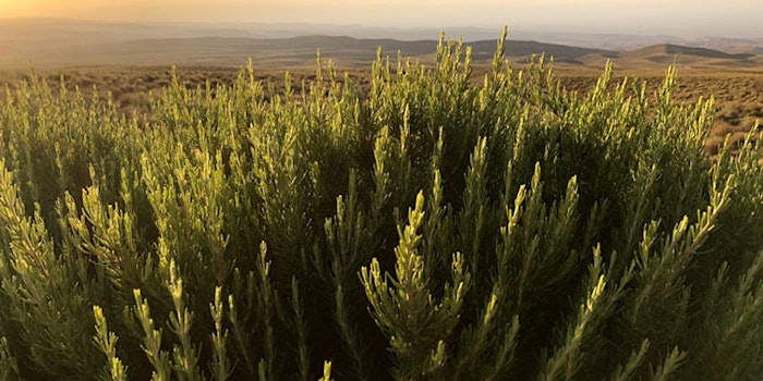 [N.A.S.] Rosemary 01 is Rosemary-based, crafted by green fractionation that was found to outperform synthetic antioxidants.