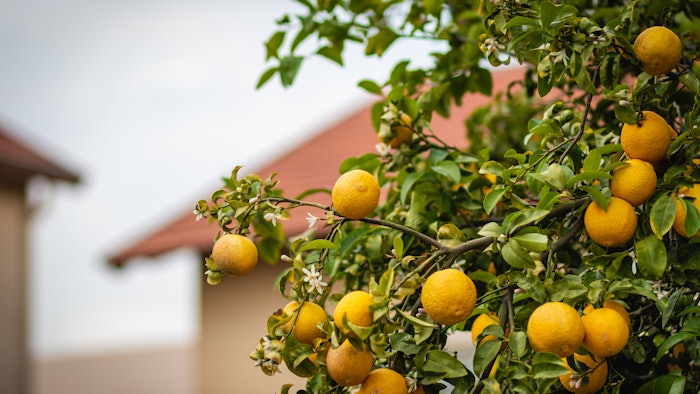 Bitterorgangetreelimb Dreamstime Xxl 189763549