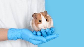 MycoScience - Sensitivities Testing Alternatives In Guinea Pigs For Medical  Devices & Implants