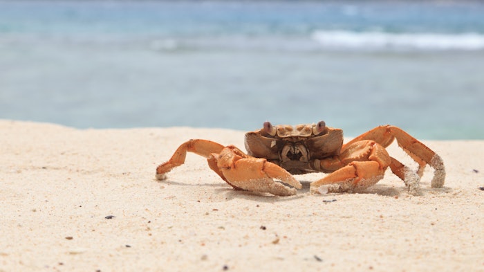 Chitin is a natural sugar-like polysaccharide found in crab and shrimp shells.