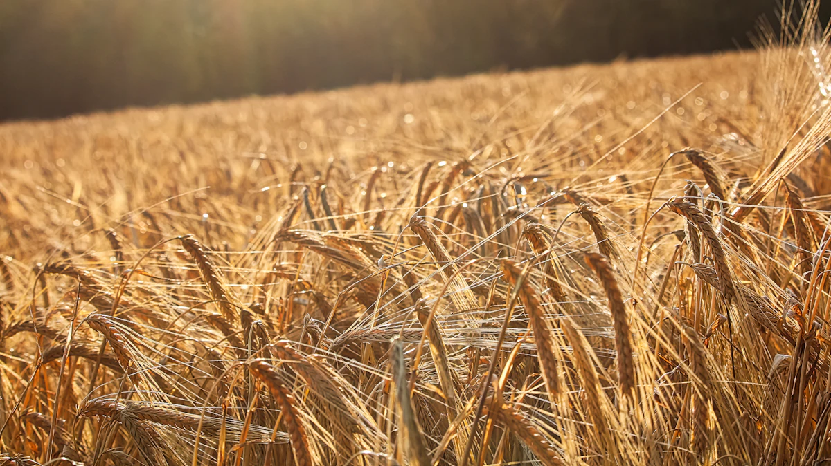 Full Circle's Upcycles Barley for Skin-soothing Action | Cosmetics & Toiletries - Vimarsana News