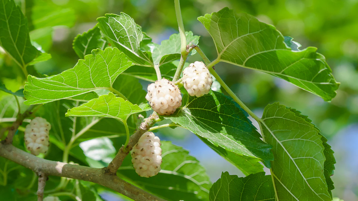 How Mulberry Root Improves Hair Growth - Vimarsana News