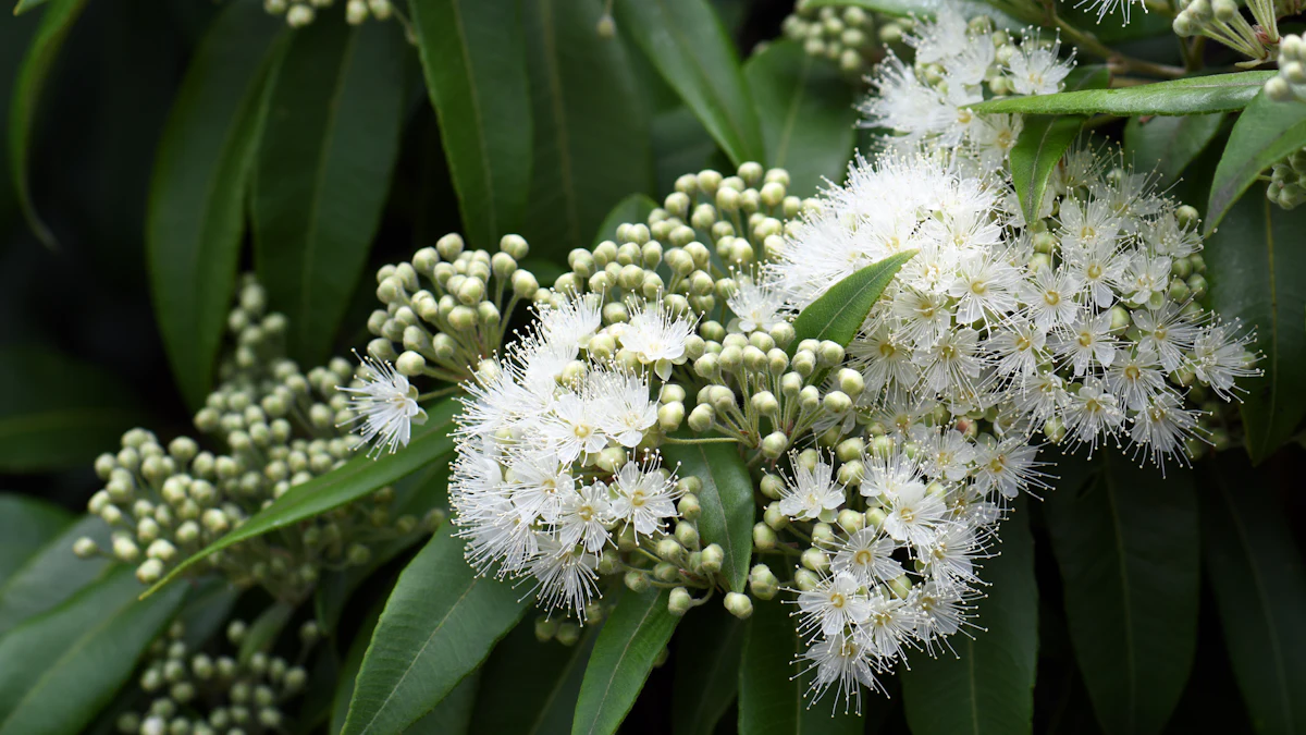 Down Under Enterprises Launches Organic Lemon Myrtle Oil - Vimarsana News