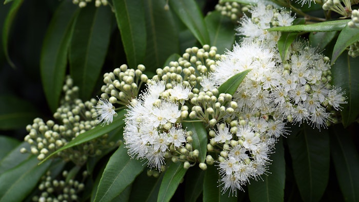 The species, Backhousia citridora, commonly known as lemon myrtle is reportedly known for its phenolic compounds with tea drinkers and is a popular ingredient in skin care, hair care and home care.