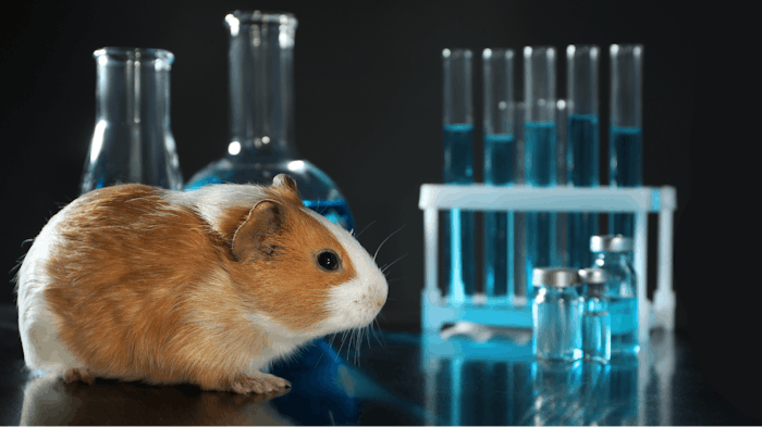 CTPA Convenes to Progress the Use and Regulatory Acceptance of Animal  Testing Alternatives | Cosmetics & Toiletries