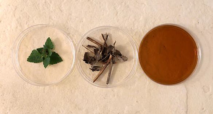 Givaudan Active Beauty's Patchoul’Up is the company's latest upcycled active ingredient to rebalance sebum production for the scalp microbiome and improve overall well-being.