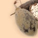 The supply of RonaCare Baobab ensures a transparent and high-quality standard. The harvest of the fallen, ripe fruits by local African women enables the needed source of income for families supported by fair trade principles.