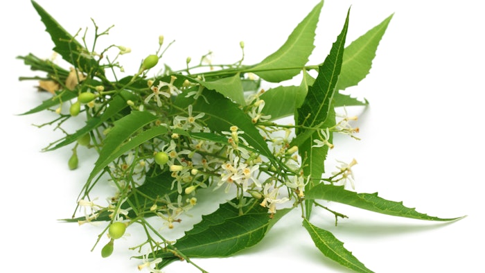 Azadirachta indica (neem)