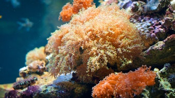 Concerns are growing that lotions used for sun protection are harming slow-growing corals.