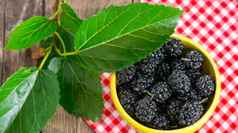 The objective of this study was to develop a topical emulsion containing leaf extract of Morus nigra L., as well as to evaluate the stability, antioxidant and antibacterial activities of the formulations.