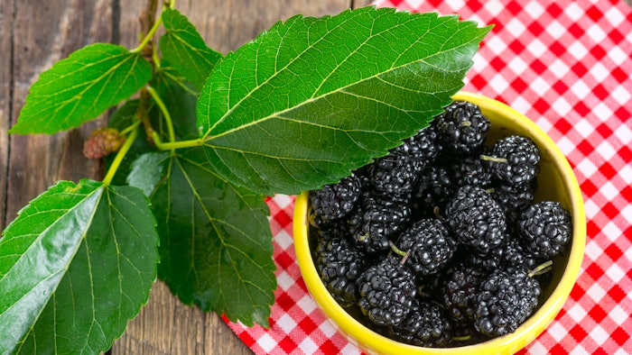 The objective of this study was to develop a topical emulsion containing leaf extract of Morus nigra L., as well as to evaluate the stability, antioxidant and antibacterial activities of the formulations.