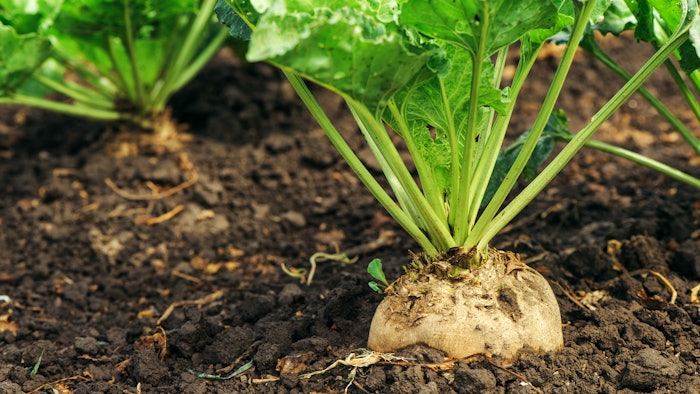 The Genencare OSMS bioactive range is obtained from the by-product of sugar beet processing.