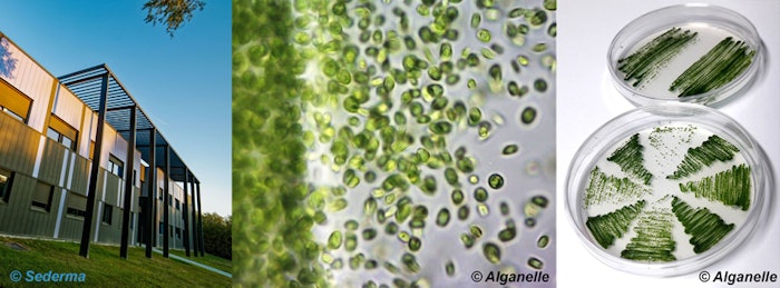 Sederma Gci2204 Lead