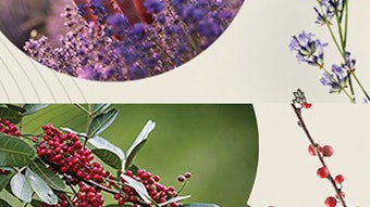Ct2204 Prod Wastar Pink Berry And Wastar Lavender Lucas Meyer By Iff Copy 850x425