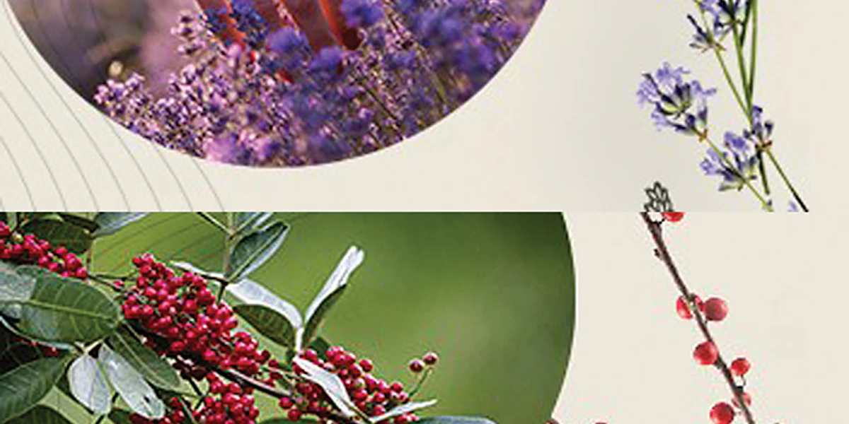 IFF/Lucas Meyer Cosmetics' Wastar Pink Berry & Wastar Lavender - Vimarsana News