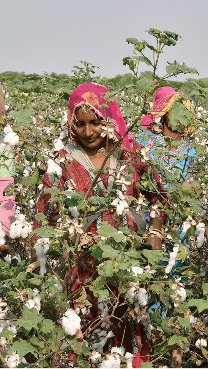 Ashland worked with small village farmers in the Sriganganagar district of Rajasthan, India.