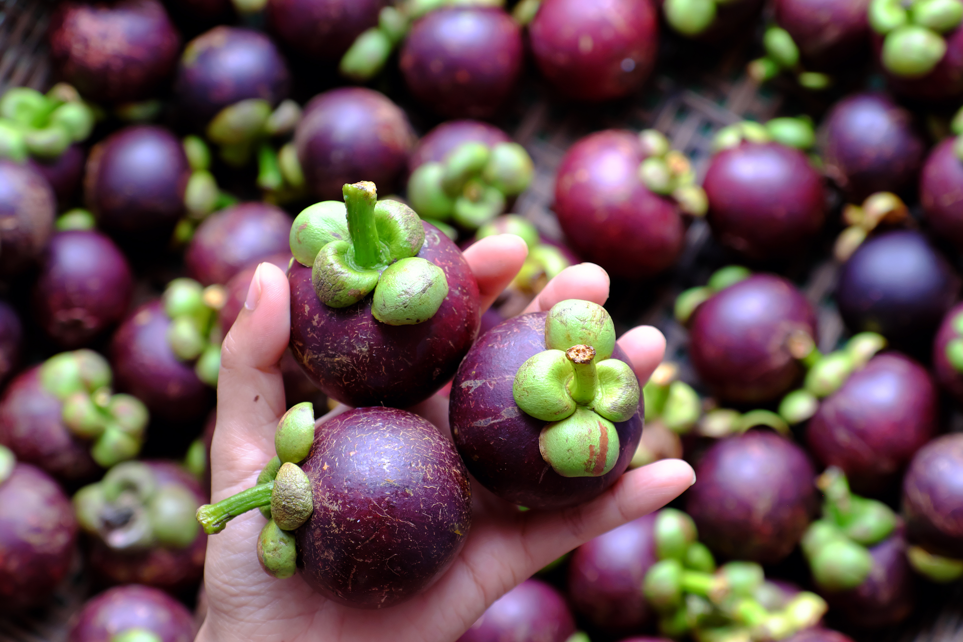 Upcycled Mangosteen Peel Shows Antioxidant, Anti-tyrosinase Activity ...