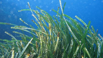 P. oceana seagrass is endemic to the international coasts of the Mediterranean in tourism hotspots exposed to sunscreens.