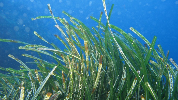 P. oceana seagrass is endemic to the international coasts of the Mediterranean in tourism hotspots exposed to sunscreens.