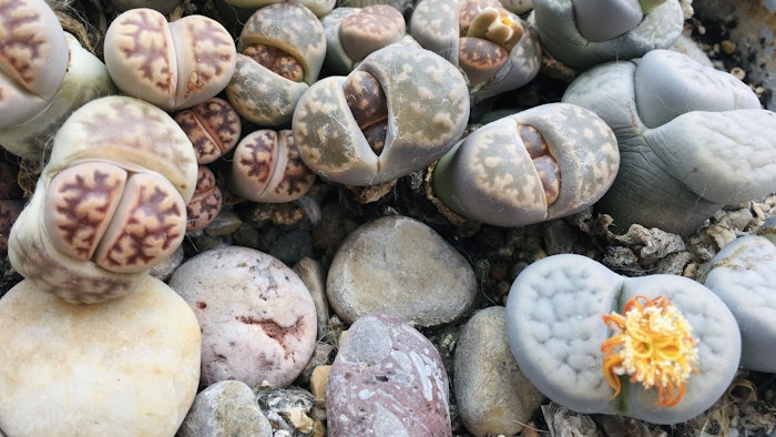 The company was inspired by the Lithops pseudotruncatella ('living stones') plant, which expertly manages water, space and light under extreme conditions.