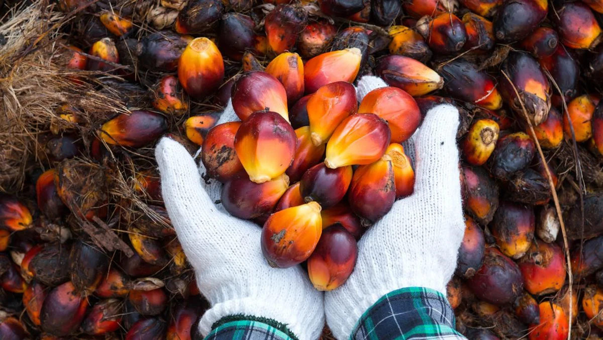 BASF Introduces Crypto Blockchain for Sustainable Palm Kernel Oil - Vimarsana News