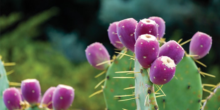Cactus extract has high levels of antioxidants that prevent skin damage caused by aging and free radical exposure.
