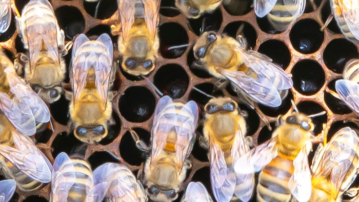 Silab is collaborating with Bee0diversity to use pollen collected by bees to identify under-represented species and track local plant biodiversity.