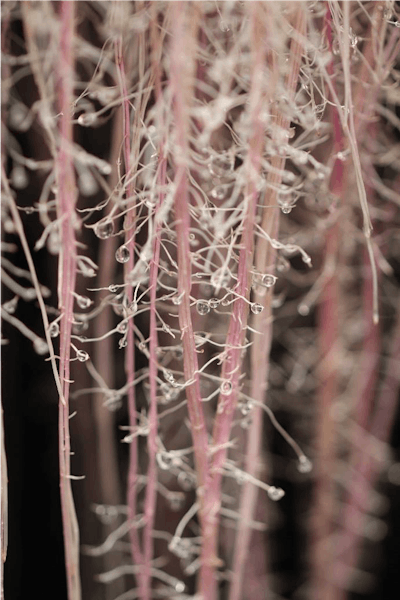 Rootness Awake comes from roots of sweet potatoes grown in aeroponic cultures.