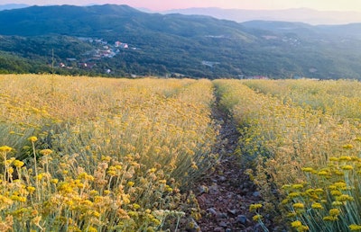 Berje Ct2206 Image1 800shortpx