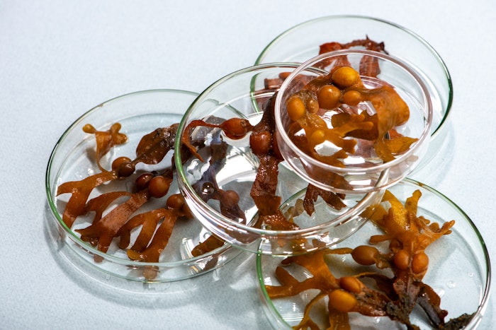 Using Marinova seaweed extracts, the company will study the treatment of eosinophilic oesophagitis and a studying the natural aging progression with possible protective roles of fucoidans.